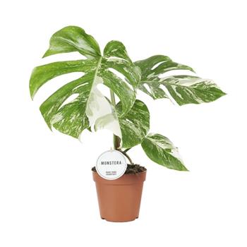 Monstera skvostná Variegata květináč 17cm