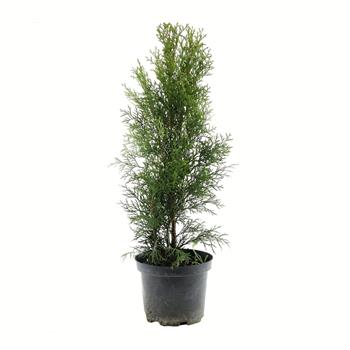 Zerav západní Smaragd výška 40/60cm, květináč 2 litry