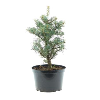 Jedle ojíněná Compacta výška 30/40cm, 5 litrů