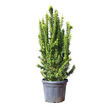 Brslen japonský Benkomasaki výška 100/125cm, květináč 40 litrů