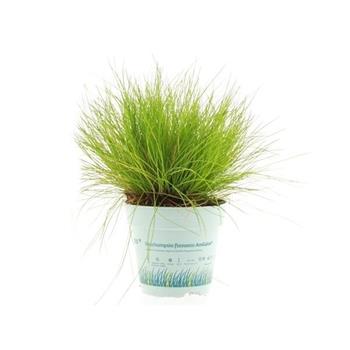 Metlička AmiLime 10,5cm