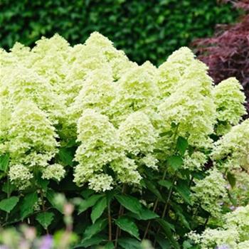 Hortenzie latnatá Magical Lime Sparkle květináč 5 litrů