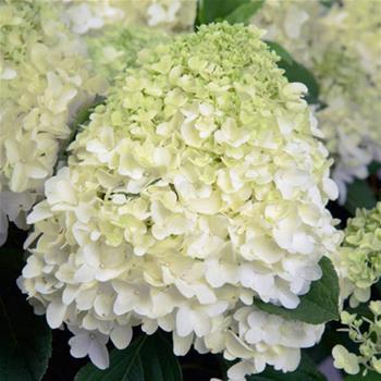 Hortenzie latnatá Whitelight 5 litrů