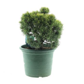 Borovice kleč Picobello výška 30/40cm, 10 litrů