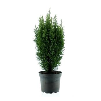 Cypřišek Lawsonův Snow White výška 50/60cm, květináč 5 litrů