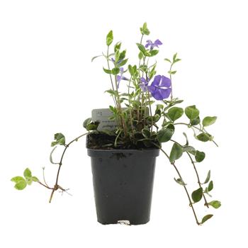 Barvínek menší Argenteomarginata 9cm
