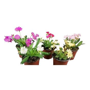 Levisie květnatá Select květináč 9cm