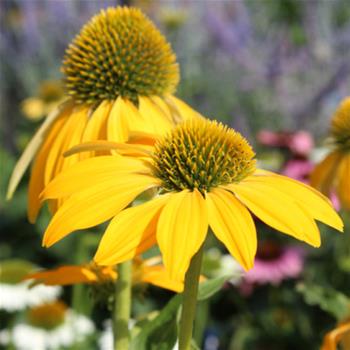 Třapatka nachová 'Prairie Blaze Golden Yellow' 13cm