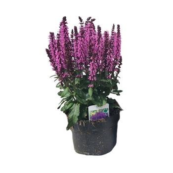 Šalvěj hajní Midnight Rose® 2 litry