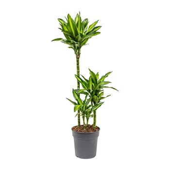 Dračinec Cintho výšky kmínku 60-30-15cm, květináč 21cm