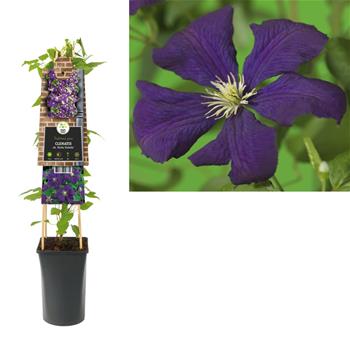 Plamének Etoille Violette květináč 2,25 litru