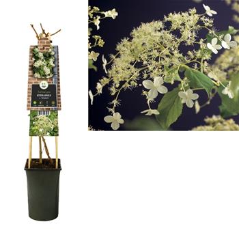 Hortenzie řapíkatá 2,25 litru