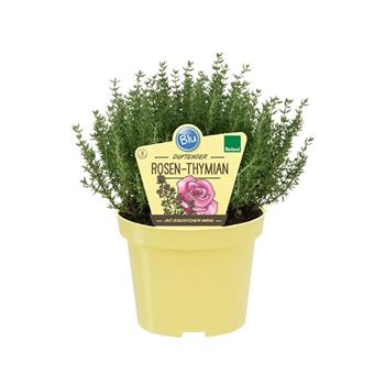Tymián růžový BIO, květináč 12cm