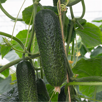 Okurka Conito nakladačka roubovaná 12cm