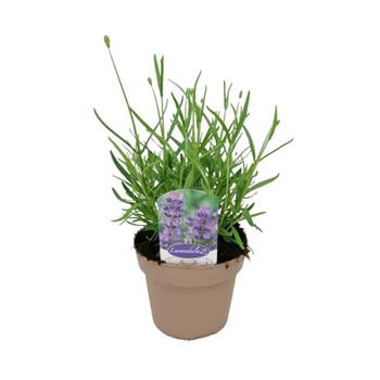 Levandule úzkolistá Essence Purple 13cm