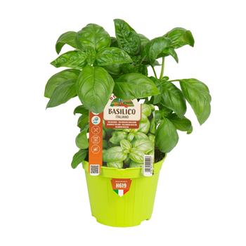Bazalka pravá Gervaso květináč 10cm