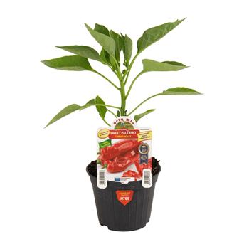 Paprika Sweet Palermo mix květináč 10cm