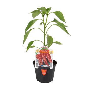 Paprika Alceste F1 květináč 10cm