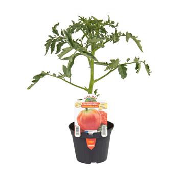Rajče Gourmandia F1 květináč 10cm