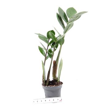 Zamiokulkas zamiolistý Zamicro květináč 6cm