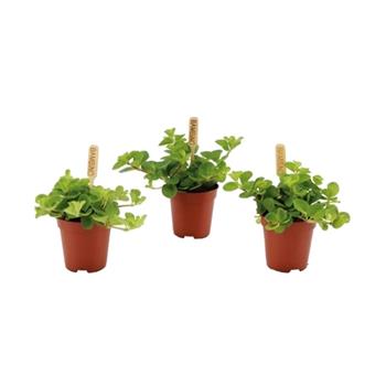 Pepřinec okrouhlolistý Rondo Venetiano květináč 6cm