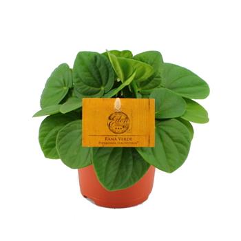 Pepřinec Rana Verde květináč 10,5cm