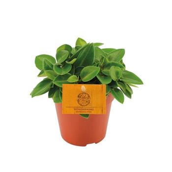 Pepřinec Pixie květináč 12cm