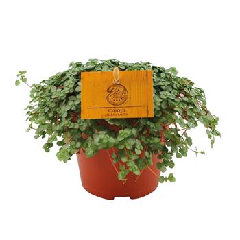 Pilea sivá Chique květináč 12cm