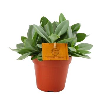 Starček Vesuvivus Flavours květináč 12cm