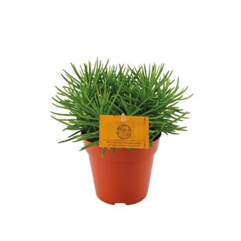 Starček Himalaya květináč 12cm