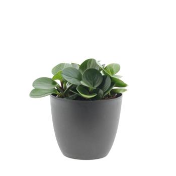 Pepřinec Bohemian Bravour květináč 15cm