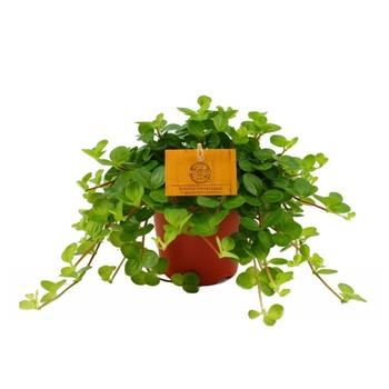 Pepřinec okrouhlolistý Rondo Venetiano květináč 15cm