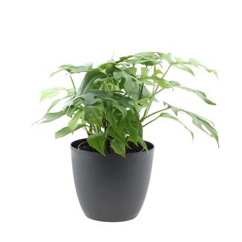 Monstera květináč 15cm