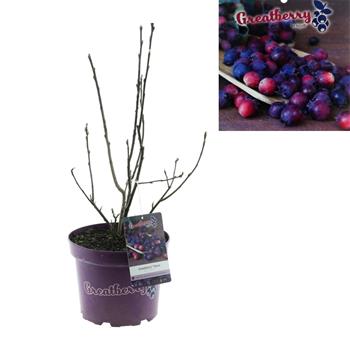 Muchovník olšolistý Greatberry Farm květinčá 5 litrů