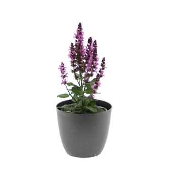 Šalvěj hajní Marvel Rose květináč 12cm