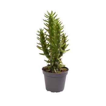 Opuncie větevnatá květináč 6cm