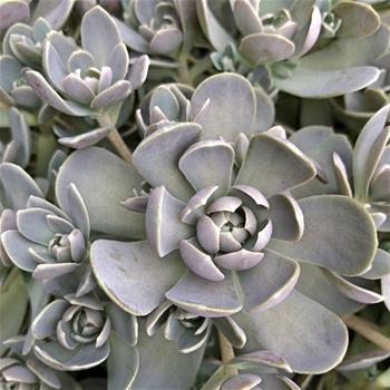 Orostachys květináč 13cm