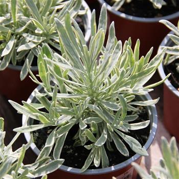 Levandule úzkolistá Silver Edge květináč 12cm