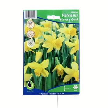 Narcis 'February Gold' 10ks