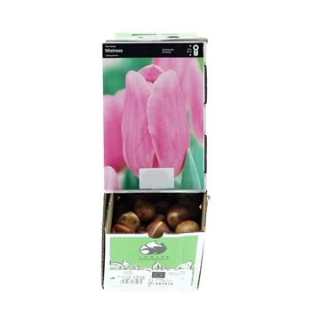 Tulipán Mistress 5ks