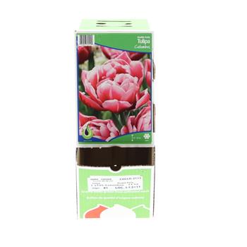 Tulipán Columbus 10ks