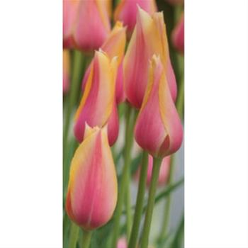 Tulipán Blushing Lady 10ks