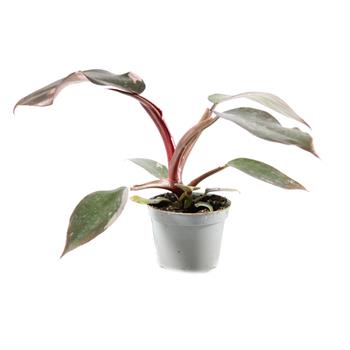 Filodendron Pink Princess květináč 6cm