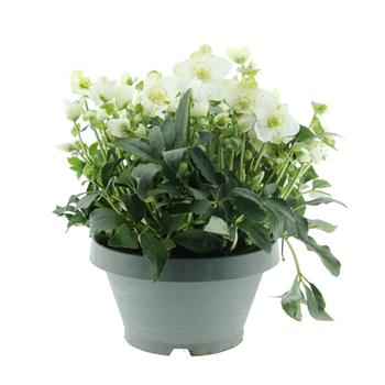 Čemeřice černá Jasper miska 23cm