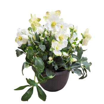 Čemeřice černá Jasper miska 23cm