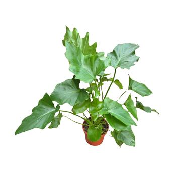 Filodendron zpeřený květináč 12cm
