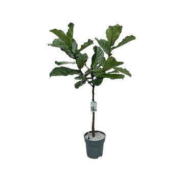Fíkovník lyrový hydroponický květináč 27cm
