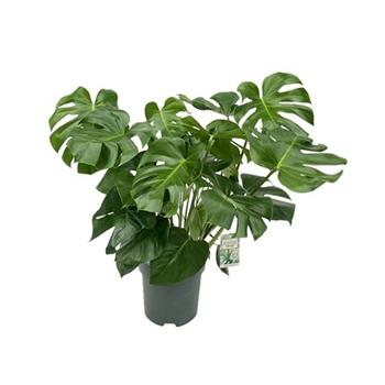 Monstera skvostná hydroponický květináč 30cm