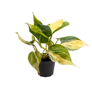 Filodendron převislý květináč 6cm