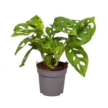 Monstera květináč 6cm